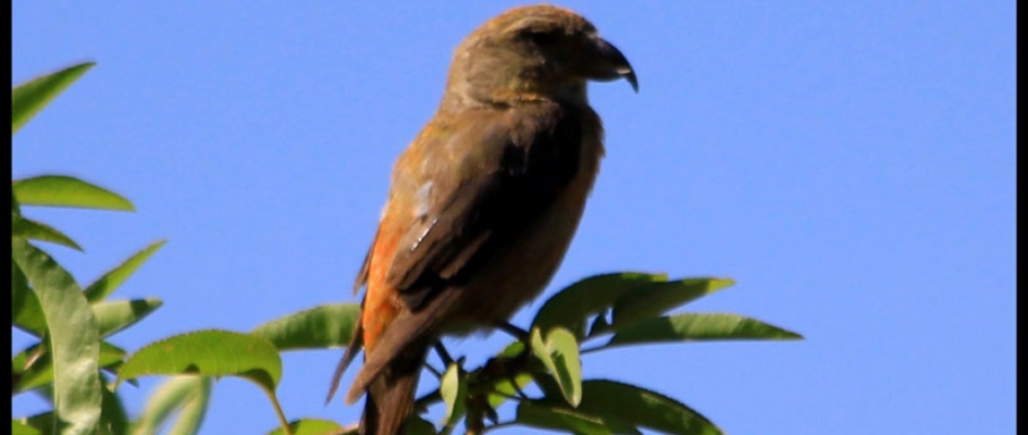 Conferencia Refugio Serpiente