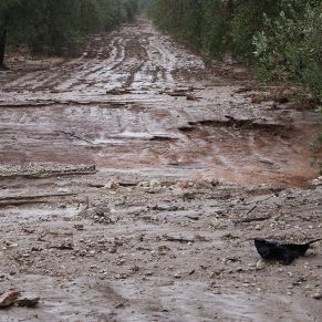 Lluvias en Estepa05