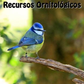 Ornitologico03
