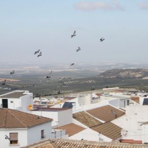 Palomas04